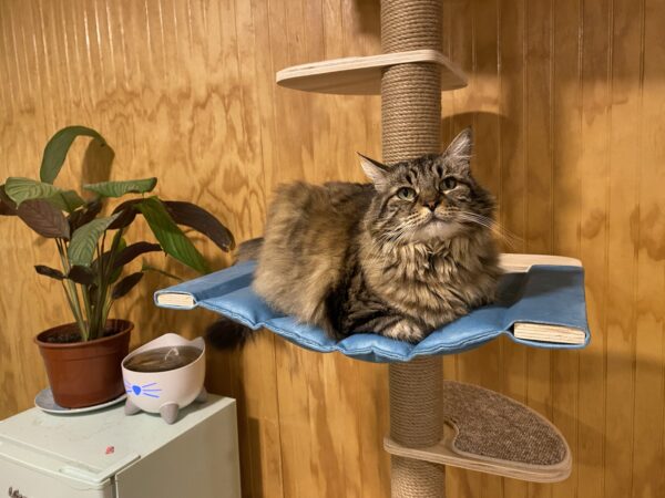 Rascador Caño Cat Sparrow 2.0 - Imagen 2