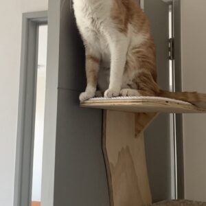 Rascador Zigzag para Puertas | Gatificación Vertical para Gatos